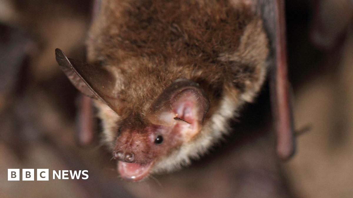 A Bechstein's bat. It is small, brown and fluffy, with big ears and small black eyes. It is hanging upside down with its mouth open.