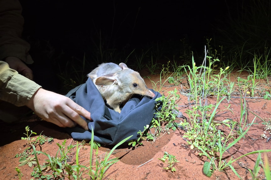 A small marsupial being held in a dark blue bag.
