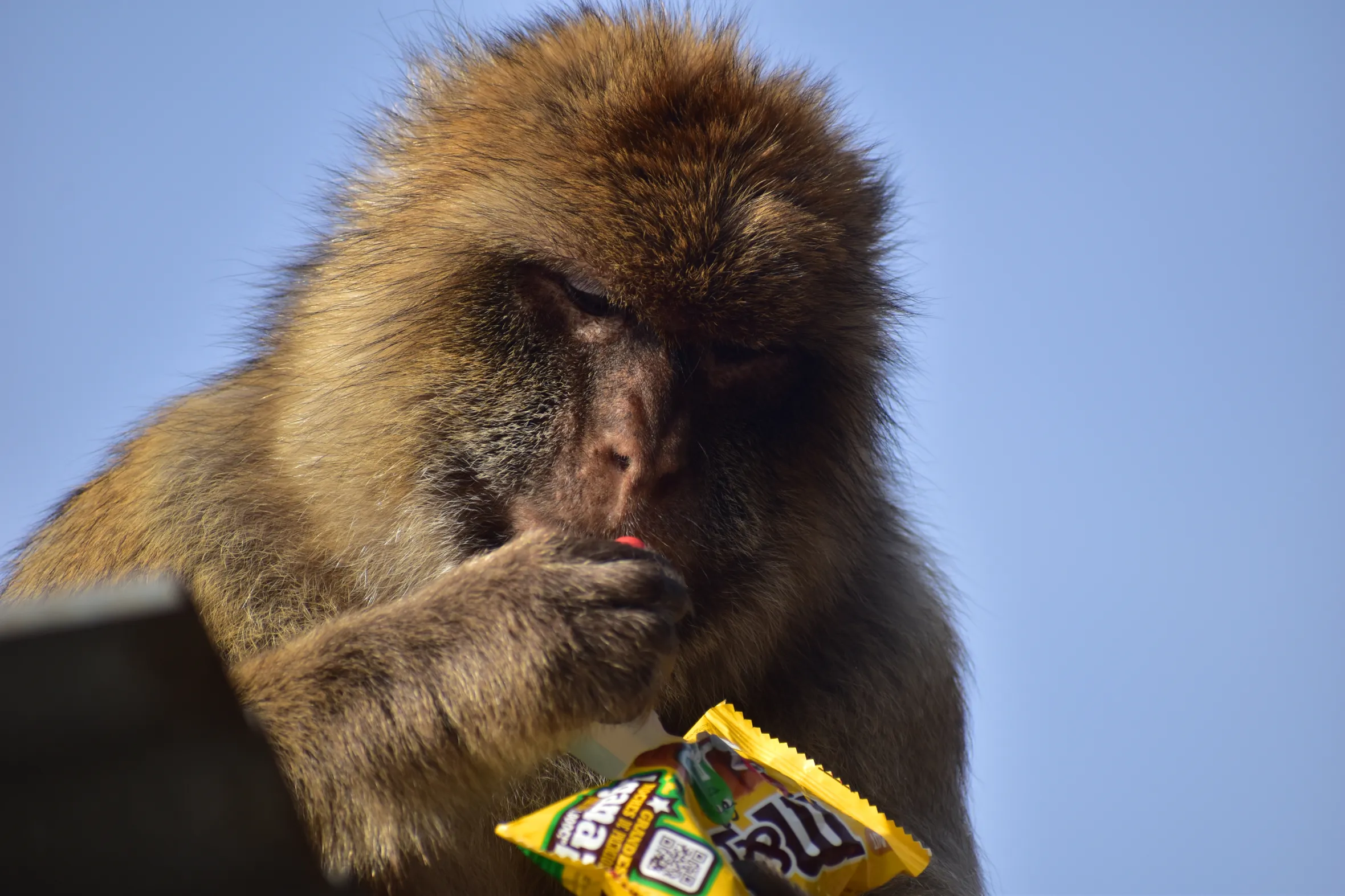A macaque monkey finishing a packet of M&Ms.