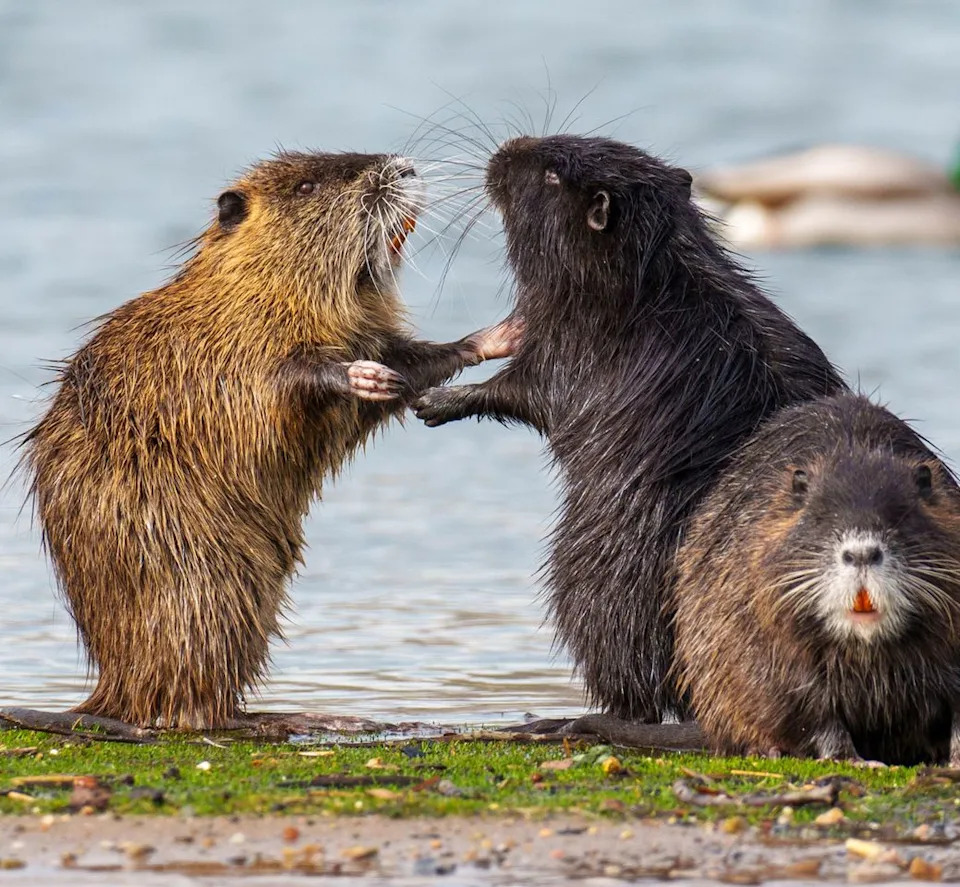 Three nutria by a waters edge two interacting while one looks off into the distanceCredit: Getty