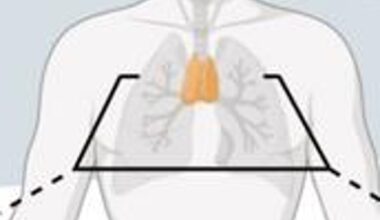 The underappreciated organ that could be key to longer life
