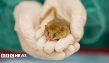 A tiny dormouse is held in hands. It sits on the 2/3 of three fingers of someone wearing surgical gloves. The dormouse has its eyes closed