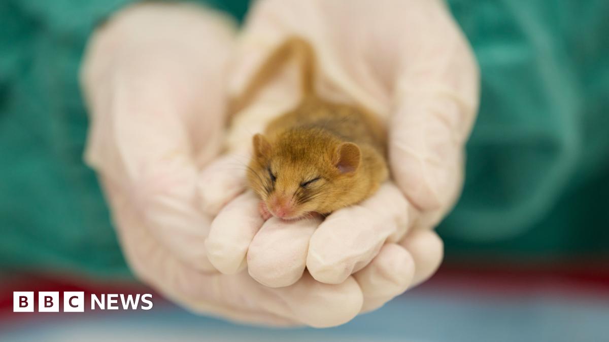 A tiny dormouse is held in hands. It sits on the 2/3 of three fingers of someone wearing surgical gloves. The dormouse has its eyes closed
