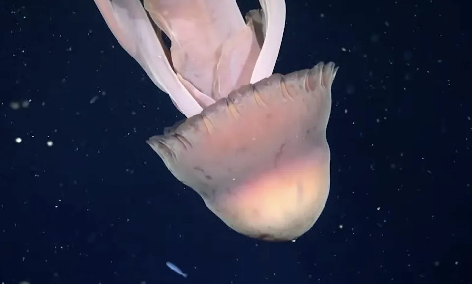 <p>Giant phantom jellyfish can grow up to 33 feet in length, with bells that reach more than three feet wide.</p><p class="copyright">©YouTube/Reuters – <a href="https://www.youtube.com/watch?v=1Z2gatOdMTs" rel="nofollow noopener" target="_blank" data-ylk="slk:Original;elm:context_link;itc:0;sec:content-canvas" data-yga="{"yLinkElement":"context_link","yModuleName":"content-canvas","yLinkText":"Original"}" class="link ">Original</a></p>