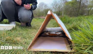 The picture shows a small triangular shelter made from pieces of cardboard set up on grass in an outdoor field. The structure looks like a simple tunnel or trap, with white paper laid flat on the ground inside it and what appears to be a dish or some bait positioned at the back