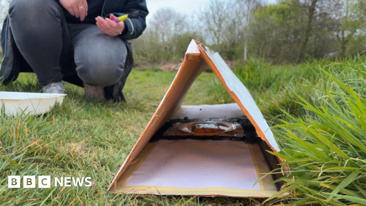 The picture shows a small triangular shelter made from pieces of cardboard set up on grass in an outdoor field. The structure looks like a simple tunnel or trap, with white paper laid flat on the ground inside it and what appears to be a dish or some bait positioned at the back