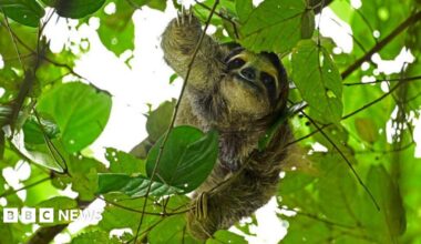 A three-toed sloth hangs from a branch at the Metropolitan Natural Park, a protected area in Panama City on November 11, 2024