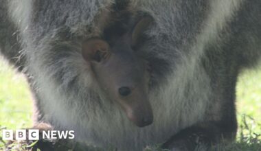 The head of a small wallaby sticking out of the pouch of a mum wallaby. The mum wallaby is stood on green grass.