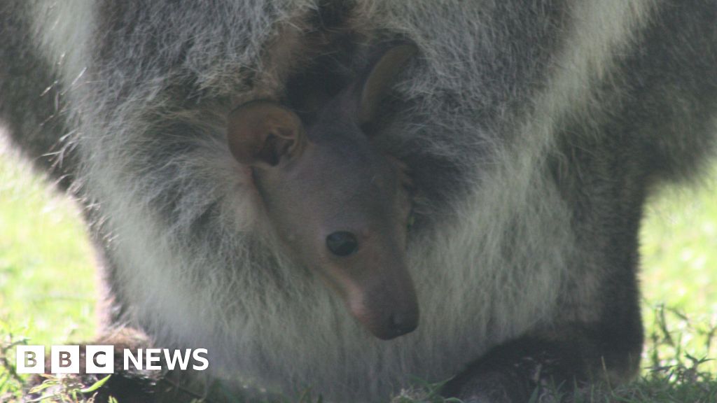 The head of a small wallaby sticking out of the pouch of a mum wallaby. The mum wallaby is stood on green grass.