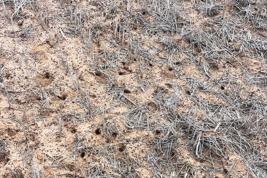 Stubble paddock with over a dozen house holes within 10 square metres