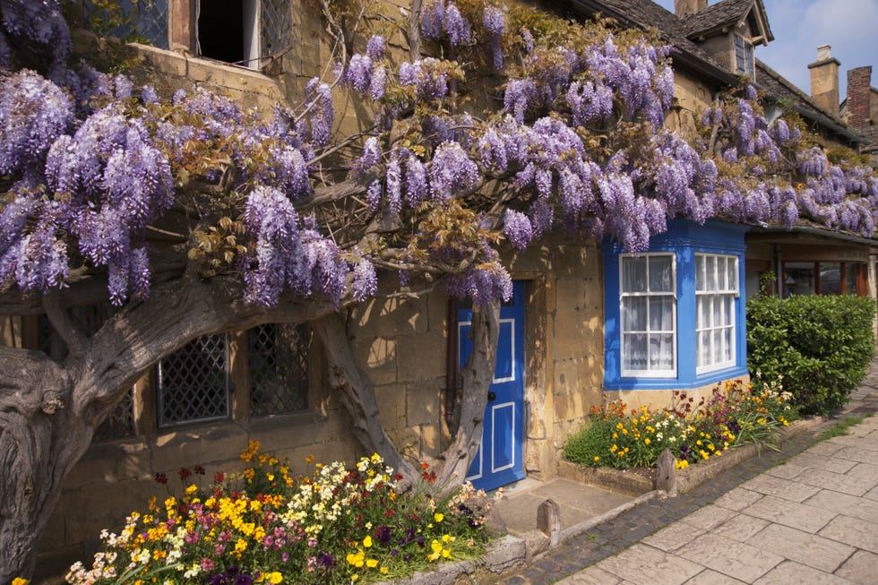 wisteria covered cottage
