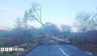 A trees blocks a road surrounded by fields