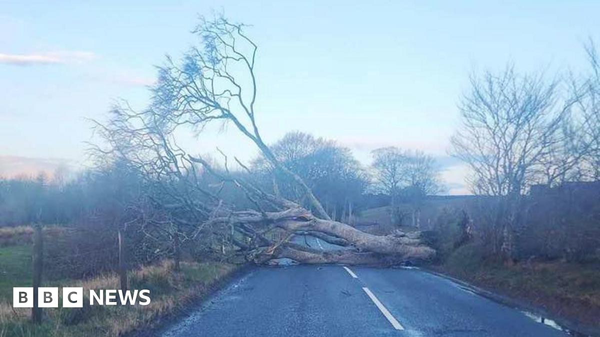 A trees blocks a road surrounded by fields