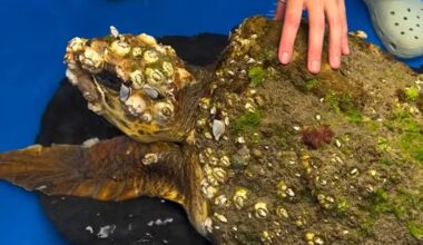 Marine Biologist Spends 92 Days Removing Hundreds of Deadly Barnacles From a Debilitated Turtle