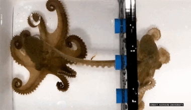 secrets of octopus mating rituals revealed
