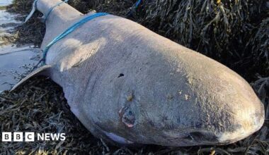 A large grey fish lies on a bed of dark green/brown seaweed. It is deceased with a blue rope around its tail and a blue rope around its mid section. Its nose and eyes are close to the camera. The ocean starts to the far left of the frame.