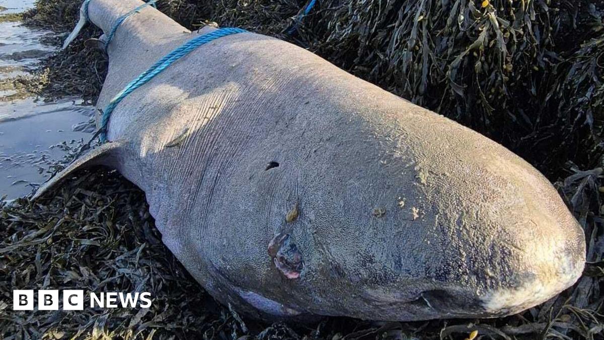 A large grey fish lies on a bed of dark green/brown seaweed. It is deceased with a blue rope around its tail and a blue rope around its mid section. Its nose and eyes are close to the camera. The ocean starts to the far left of the frame.