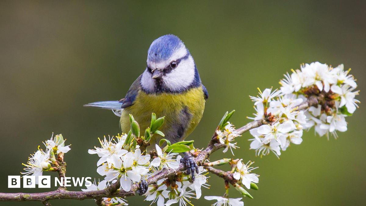 A blue tit perched on a branch of flowers.