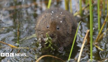 An image of a water vole eating a green-leafed plant.  The brown ball of fur appears to be sitting in shallow water, surrounded by light vegetation.  It is holding a plant in both hands and eating.  The mammal is facing the camera and  has drops of later on its head and back.