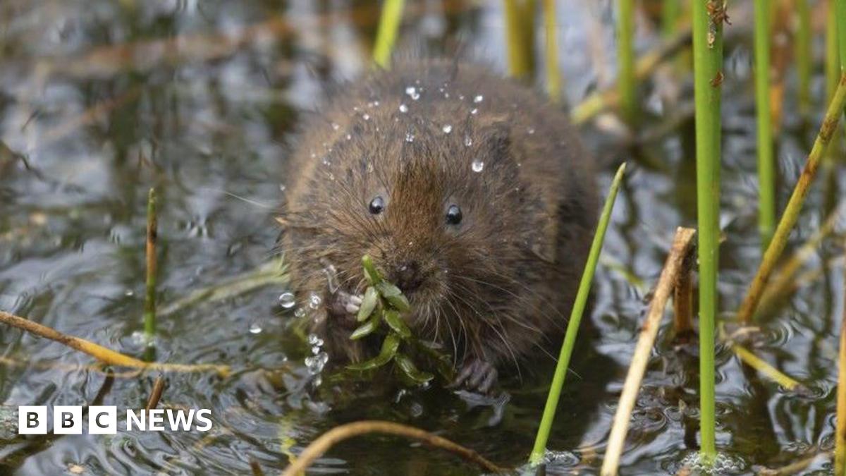 An image of a water vole eating a green-leafed plant.  The brown ball of fur appears to be sitting in shallow water, surrounded by light vegetation.  It is holding a plant in both hands and eating.  The mammal is facing the camera and  has drops of later on its head and back.