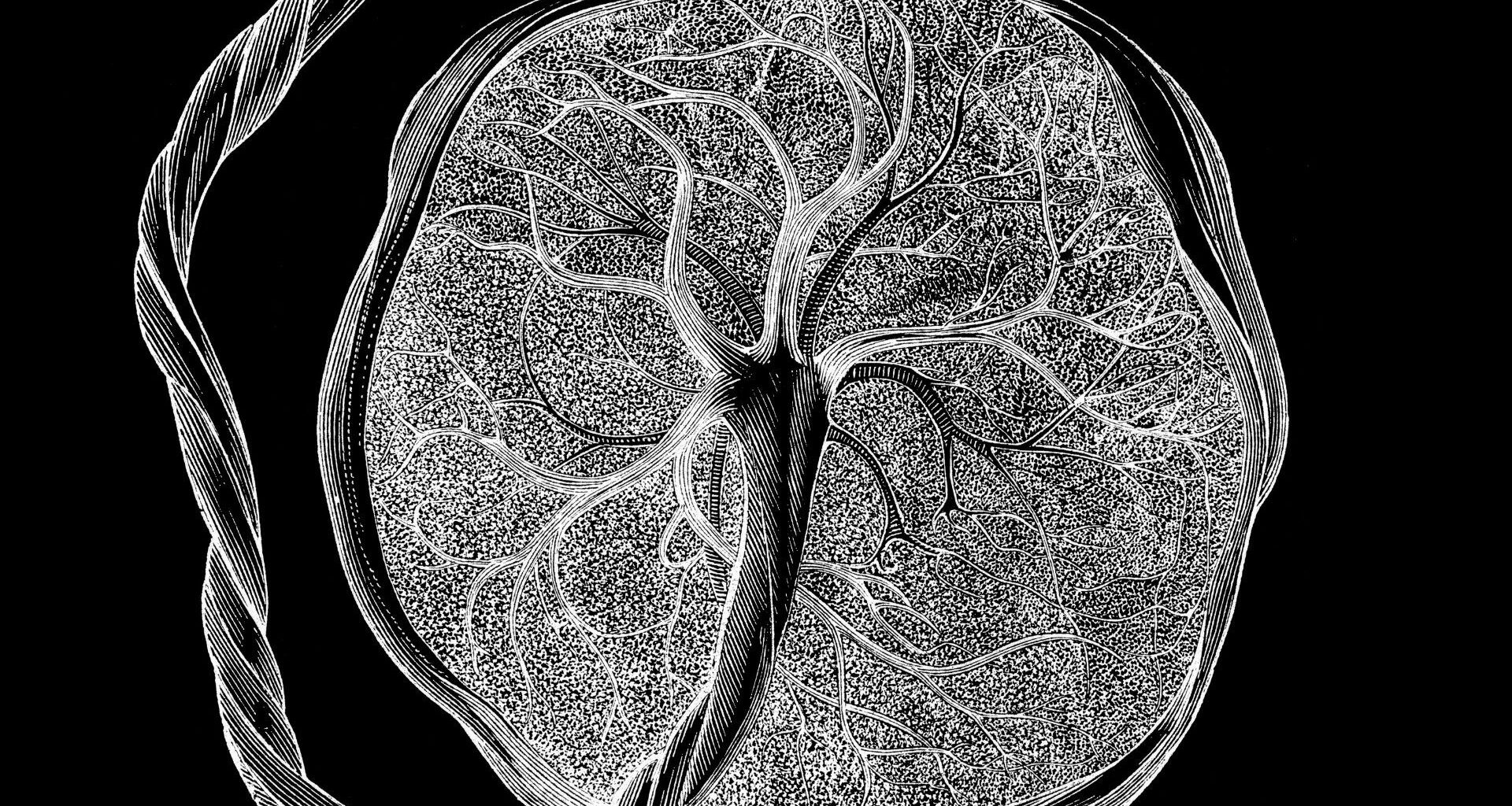 illustration shows a black and white depiction of the fetal side of the placenta