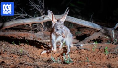 'Easter bilby' populations quadruple across Australian sanctuaries