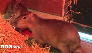 Two capybaras in an enclosure pictured next to some straw bedding.