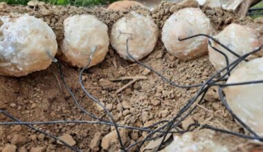 A Taiwanese Team Built A Life Size Dinosaur Nest, Never Expecting The Sun To Be Their Biggest Discovery
