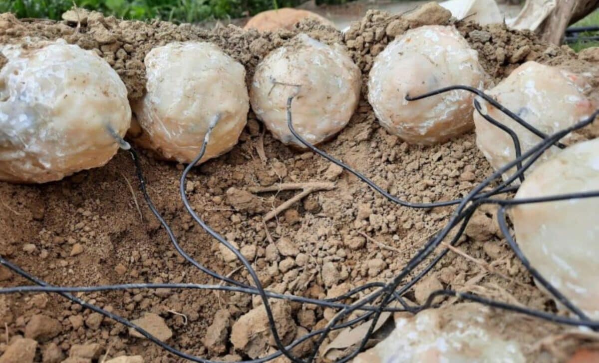 A Taiwanese Team Built A Life Size Dinosaur Nest, Never Expecting The Sun To Be Their Biggest Discovery