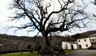 A Handshake Deal Saved A Majestic Roverella Oak From The Axe For Decades