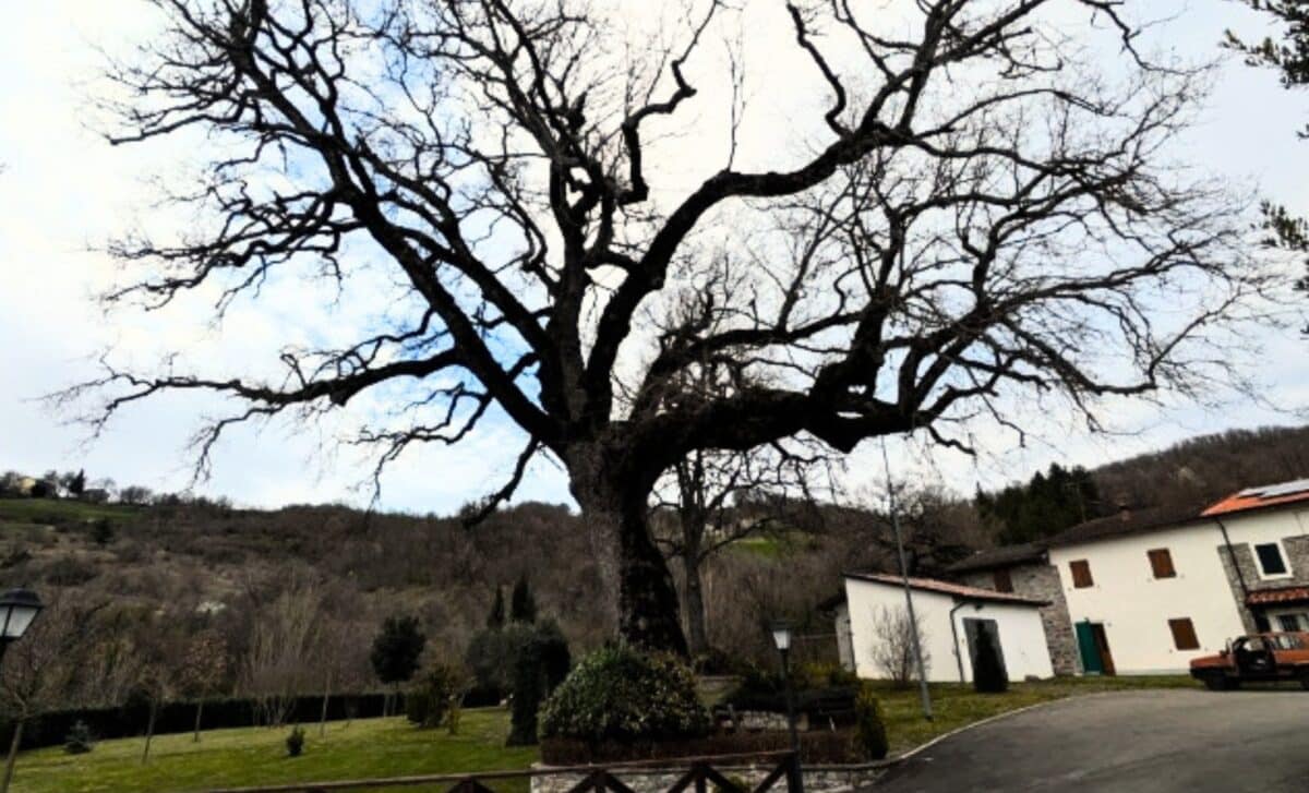 A Handshake Deal Saved A Majestic Roverella Oak From The Axe For Decades