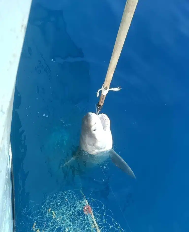 A Juvenile Great White Shark Is Captured In The Mediterranean