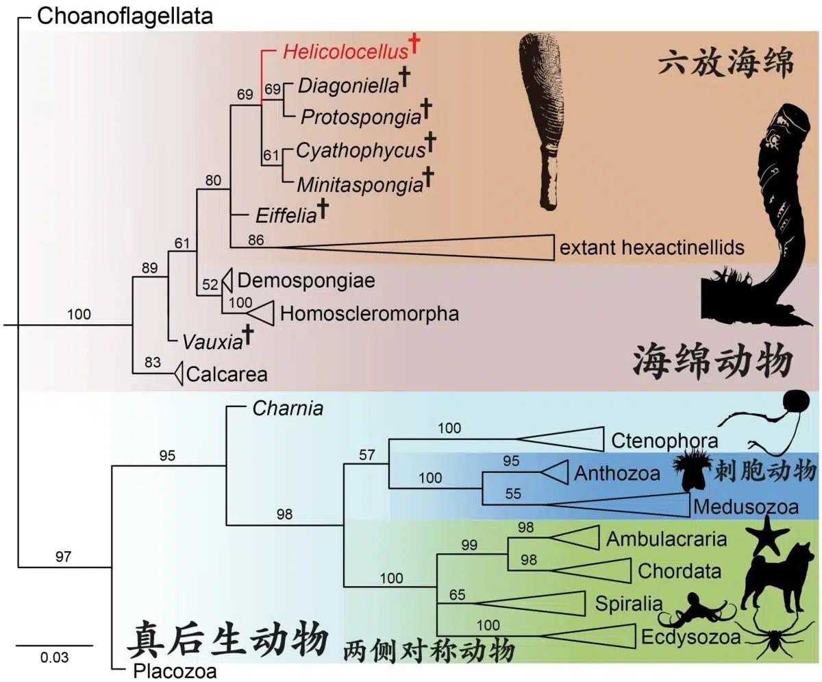 A Phylogenetic Tree Showing The Evolutionary Relationships Of Early Sponges