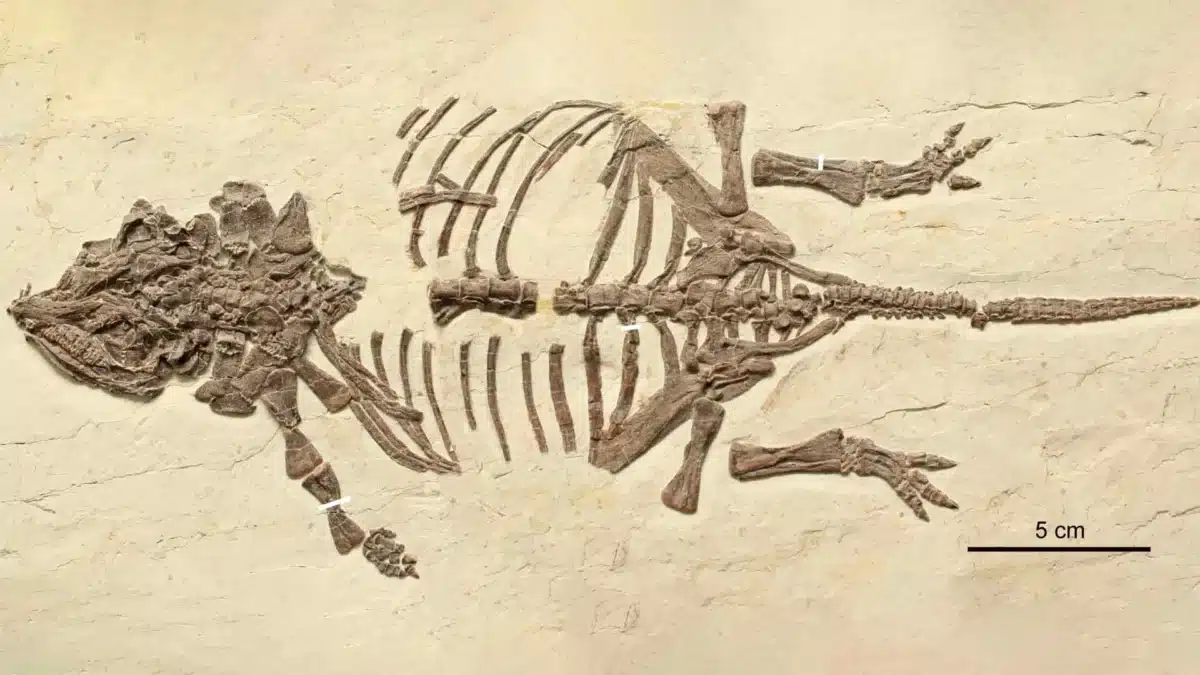 A Well Preserved Fossil Of Liaoningosaurus, Showcasing Its Distinctive Armored Body And Structure