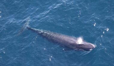 Trump officials use ‘God Squad’ to yank endangered species protections for Rice’s whales