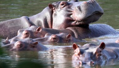 80 wild hippos linked to Pablo Escobar will be ‘culled’ despite outcry