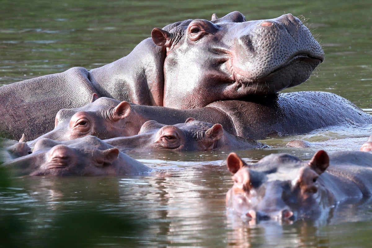 80 wild hippos linked to Pablo Escobar will be ‘culled’ despite outcry