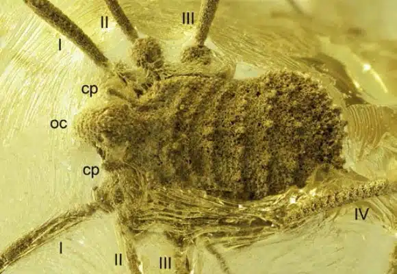 Amber Preserved Specimen Of Balticolasma Wunderlichi, Showing The Intricate Morphology Of This 35 Million Year Old Arachnid.