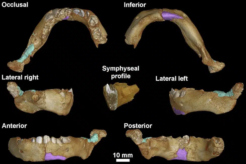 Amud 7 Neanderthal Infant Jaw Reconstruction From Multiple Angles With Highlighted Fragments.
