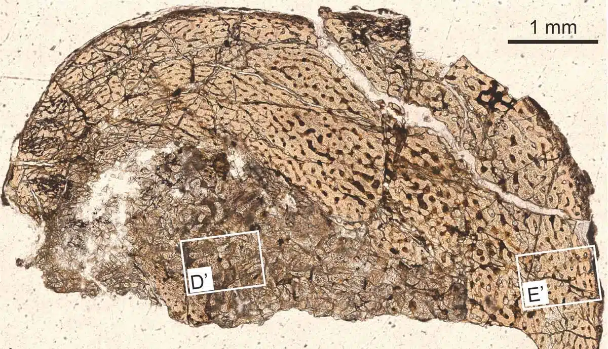 Analyzing Fossils, Like This Leg Bone, Helps Scientists Estimate The Ankylosaurs' Age At Death.