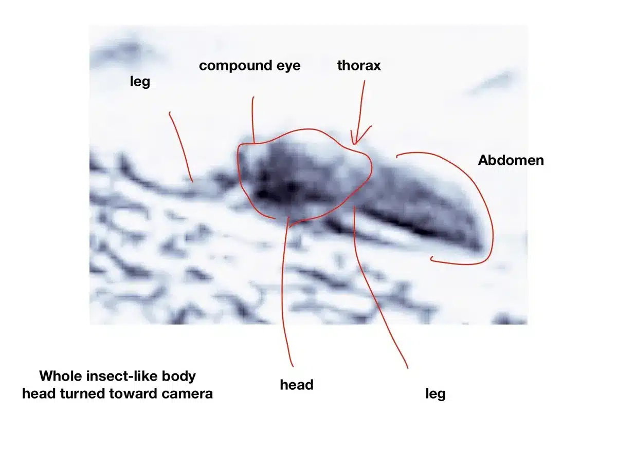 Annotated Close Up Of A Mars Rover Image Highlighting A Shape Labeled As An Insect Like Body With Head, Thorax, Abdomen, And Legs.