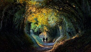 Tree lined "tunnel" in the English countryside of West Sussex in autumn