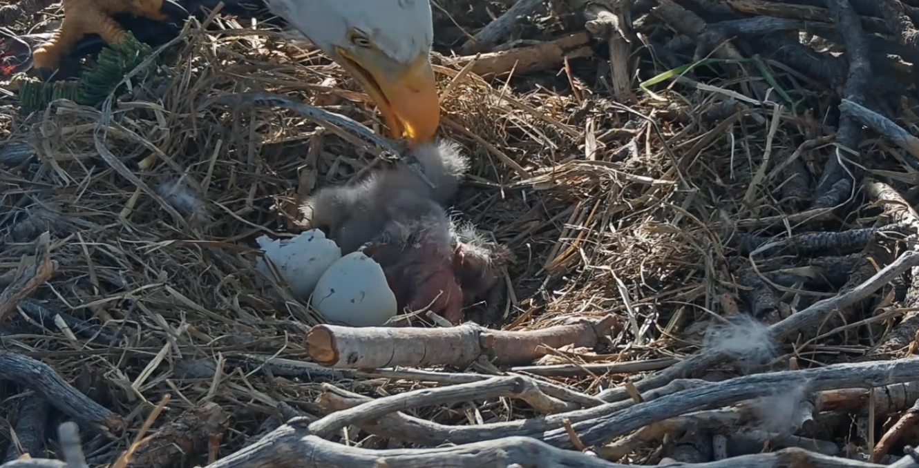 Popular California bald eagles Jackie and Shadow saw two eaglets hatch leading in time for Easter