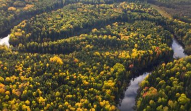 Buried Beneath The North Sea, Scientists Just Discovered A Hidden Forest That Was Supposed To Have Vanished 400,000 Years Ago