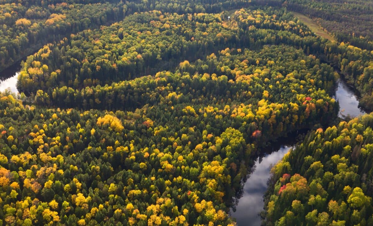 Buried Beneath The North Sea, Scientists Just Discovered A Hidden Forest That Was Supposed To Have Vanished 400,000 Years Ago