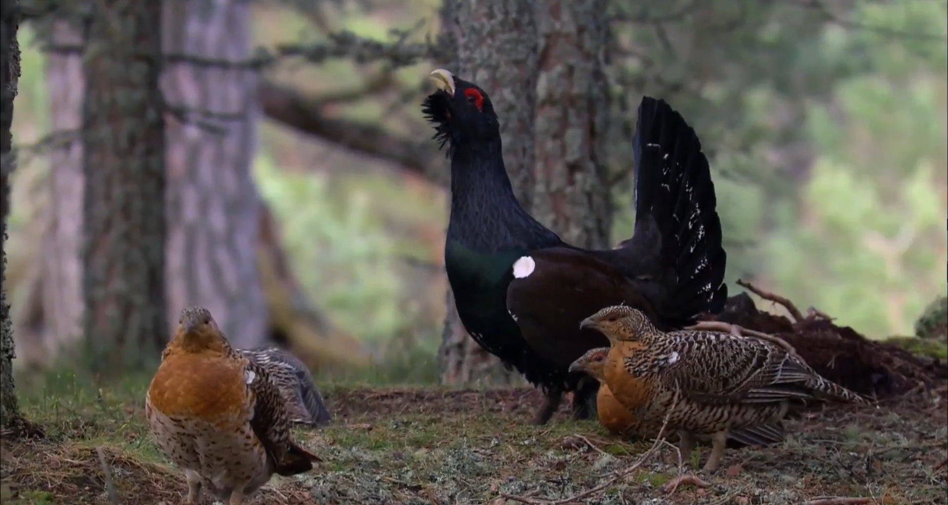 Scotland’s rare capercaillie shows recovery after years of decline – Channel 4 News