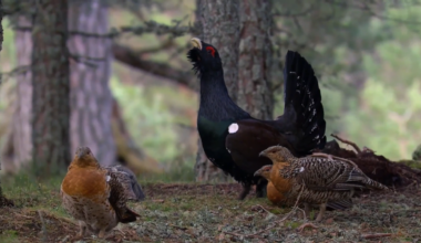 Scotland’s rare capercaillie shows recovery after years of decline – Channel 4 News
