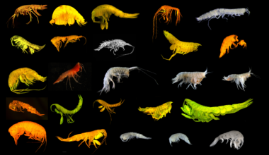 24 new species found in ocean zone eyed for battery metals mining