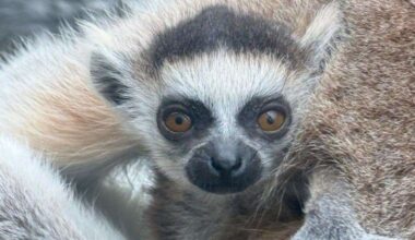 The Fenn Bell Conservation Project in Hoo celebrates birth of two baby ring-tailed lemurs.