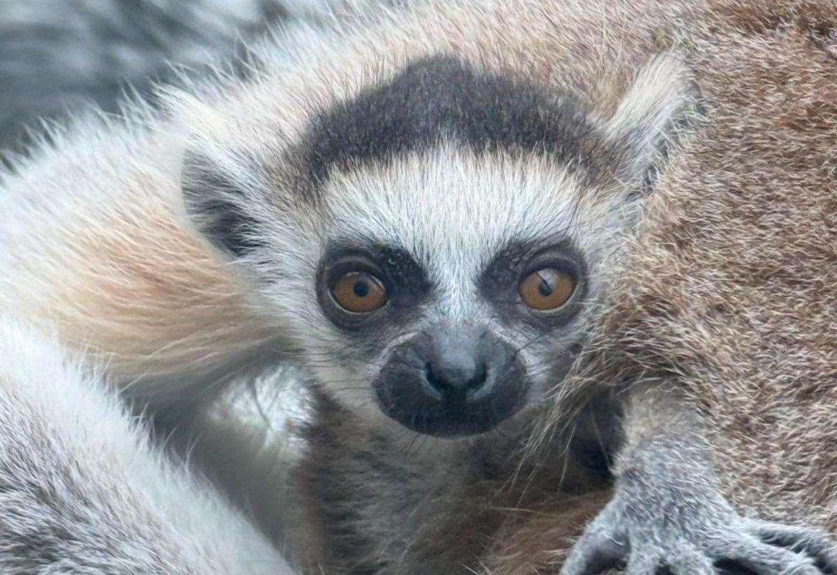 The Fenn Bell Conservation Project in Hoo celebrates birth of two baby ring-tailed lemurs.